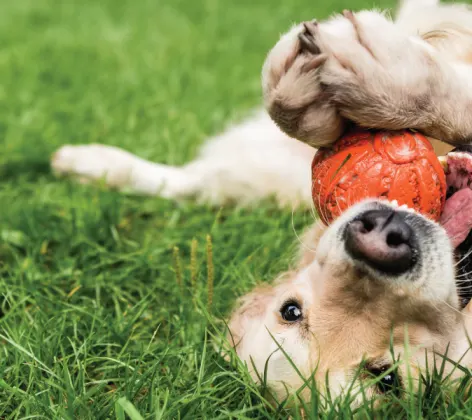 Dog with Ball Rolling in Grass